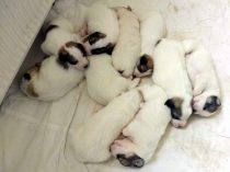 V-Wurf-2019_20190413-1