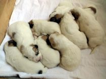 V-Wurf-2019_20190413-2