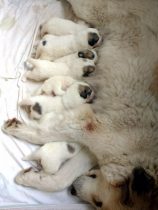 V-Wurf-2019_20190417-1