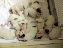 V-Wurf-2019_20190417-2