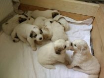 V-Wurf-2019_20190423-1