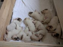 V-Wurf-2019_20190423-2