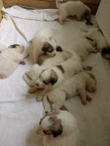 V-Wurf-2019_20190423-3