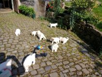 V-Wurf-2019_20190427-1