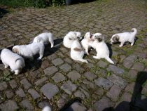 V-Wurf-2019_20190427-2