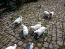 V-Wurf-2019_20190427-3