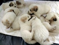 V-Wurf-2019_20190427-4