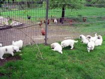 V-Wurf-2019_20190507-1