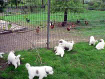 V-Wurf-2019_20190507-2