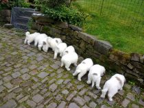 V-Wurf-2019_20190511-1