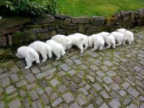 V-Wurf-2019_20190511-2