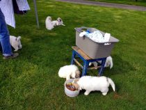 V-Wurf-2019_20190514-1