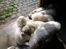 V-Wurf-2019_20190518-1