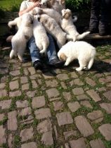 V-Wurf-2019_20190518-2