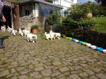 V-Wurf-2019_20190518-3