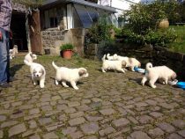 V-Wurf-2019_20190518-4