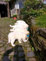 V-Wurf-2019_20190518-5