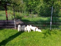 V-Wurf-2019_20190523-1_v1