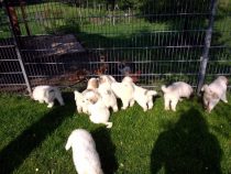 V-Wurf-2019_20190523-2