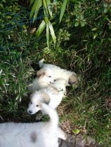 V-Wurf-2019_20190523-3