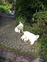 V-Wurf-2019_20190523-4