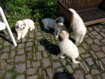 V-Wurf-2019_20190523-5