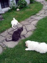 V-Wurf-2019_20190525-1