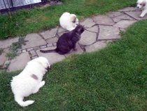 V-Wurf-2019_20190525-2