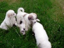 V-Wurf-2019_20190525-3