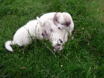 V-Wurf-2019_20190525-4