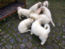 V-Wurf-2019_20190527-1