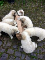 V-Wurf-2019_20190527-2