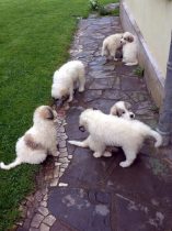 V-Wurf-2019_20190527-3