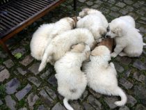 V-Wurf-2019_20190527-4