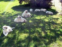 V-Wurf-2019_20190528-1