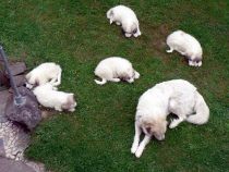 V-Wurf-2019_20190607-1