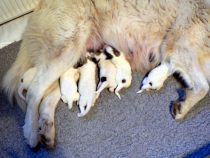 Welpenbilder des W-Wurfs im Alter von 4 Tagen