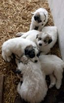 Welpenbilder des W-Wurfs im Alter von 5 Wochen
