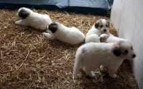 Welpenbilder des W-Wurfs im Alter von 5 Wochen