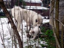 Welpenbilder des W-Wurfs im Alter von 5,5 Wochen