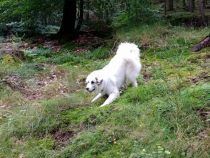 Pyrenäenberghund Wijou im August 2021
