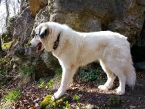 Pyrenäenberghund Wijou im März 2022
