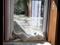 Pyrenäenberghund Wilma im Februar 2021