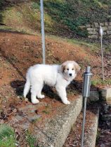 Pyrenäenberghund Wilma im Februar 2021