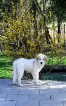Pyrenäenberghund Wilma im April 2021