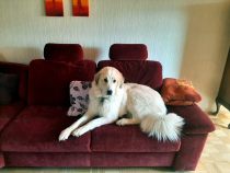 Pyrenäenberghund Wilma im Oktober 2021